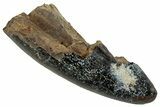 Fossil Dinosaur (Tyrannosaurus rex) Partial Tooth - Wyoming #350575-1